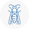 Teignmouth Wasp Nest Removal
